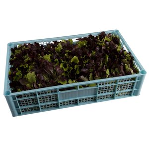 BABY GREEN AND RED LETTUCE